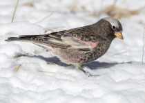 Black Rosy-Finch