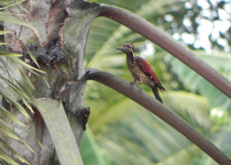 Black-rumped Flameback