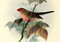 Black-rumped Waxbill