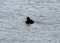 Black Scoter