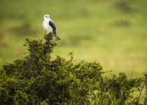 Black-shouldered Kite