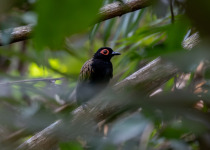 Black-spotted Bare-eye
