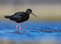 Black Stilt