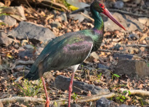 Black Stork