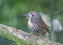 Black-streaked Puffbird