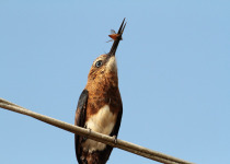 Black-streaked Puffbird