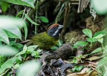 Black-striped Sparrow