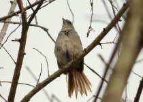 Black-striped Sparrow