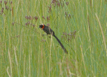 Black-tailed Bishop
