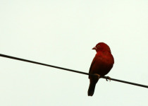 Black-tailed Firefinch