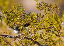 Black-tailed Gnatcatcher