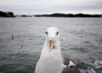 Black-tailed Gull