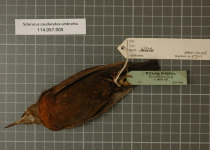 Black-tailed Leaftosser