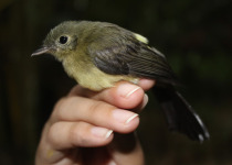 Black-tailed Myiobius