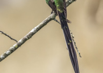 Black-tailed Trainbearer