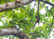 Black-tailed Trogon