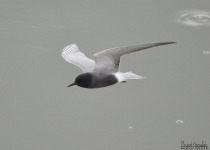 Black Tern