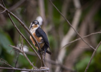 Black-thighed Falconet