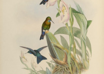 Black-thighed Puffleg