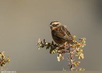 Black-throated Accentor