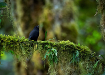Black-throated Antbird