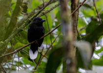 Black-throated Antshrike