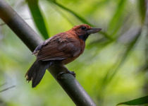 Black-throated Antshrike