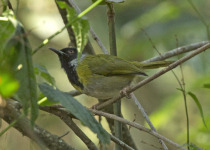 Black-throated Apalis