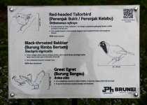 Black-throated Babbler