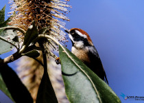 Black-throated Bushtit