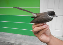 Black-throated Fantail