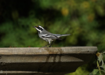 Black-throated Gray Warbler