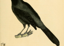Black-throated Grosbeak