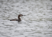 Black-throated Loon