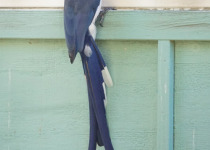 Black-throated Magpie-Jay