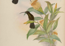 Black-throated Mango