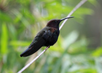 Black-throated Mango