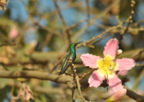 Black-throated Mango