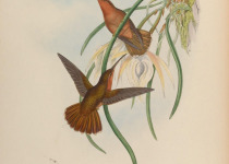 Black-throated Mango