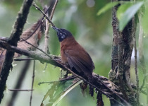 Black-throated Nightingale-Thrush