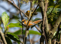 Black-throated Parrotbill