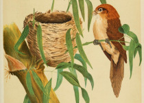 Black-throated Parrotbill