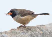 Black-throated Saltator
