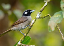 Black-throated Shrike-babbler