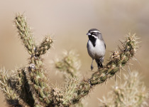 Black-throated Sparrow