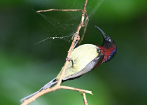 Black-throated Sunbird