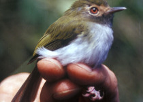 Black-throated Tody-Tyrant