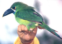 Black-throated Toucanet