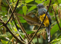 Black-throated Trogon