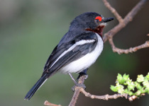 Black-throated Wattle-eye